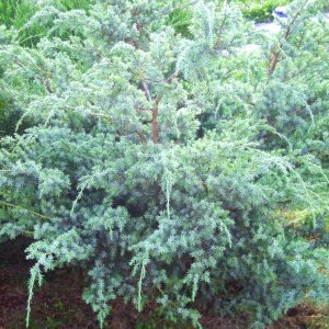 Borievka čínska (Juniperus chinensis) ´BLUE ALPS´ - výška 60-80 cm, ⌀ 50 cm, kont. C3L 
